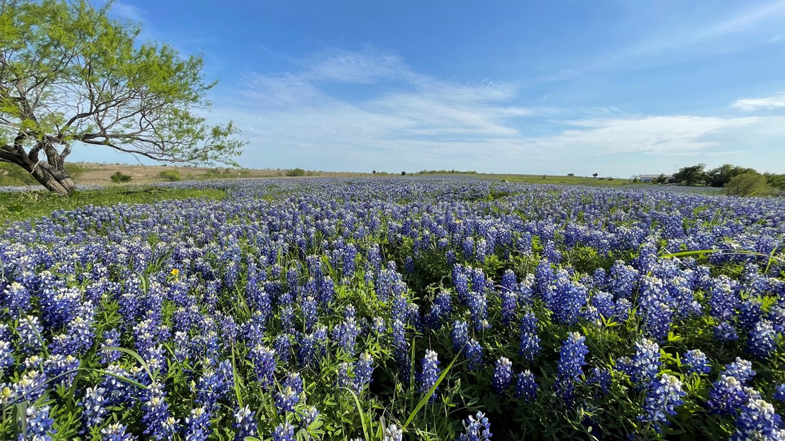 Bluebonnet etiquette! Ennis Garden Club asks solar eclipse visitors not to trample beloved state flower