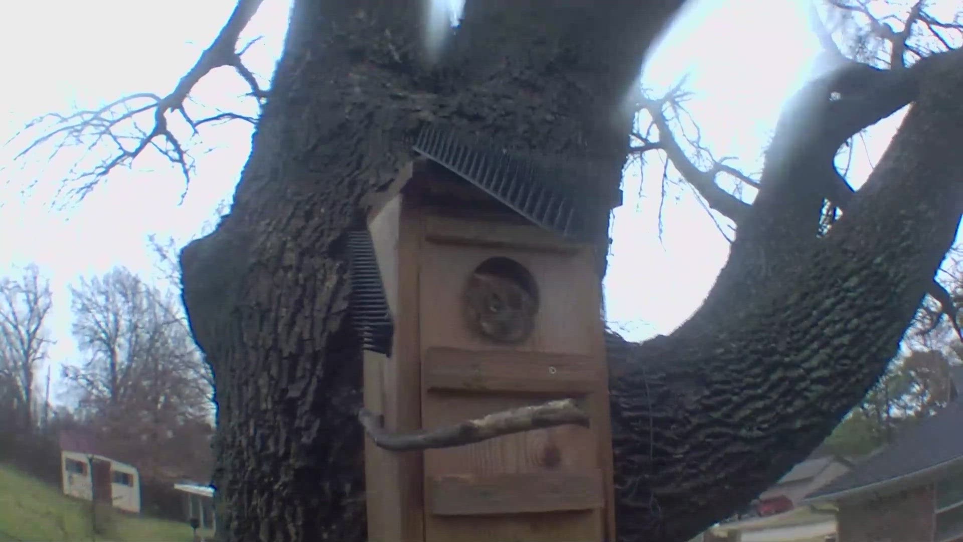 An owl’s wing was broken after a squirrel in North Texas attacked it recently.