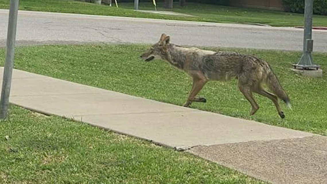 Coyotes in Texas Here's what you need to know
