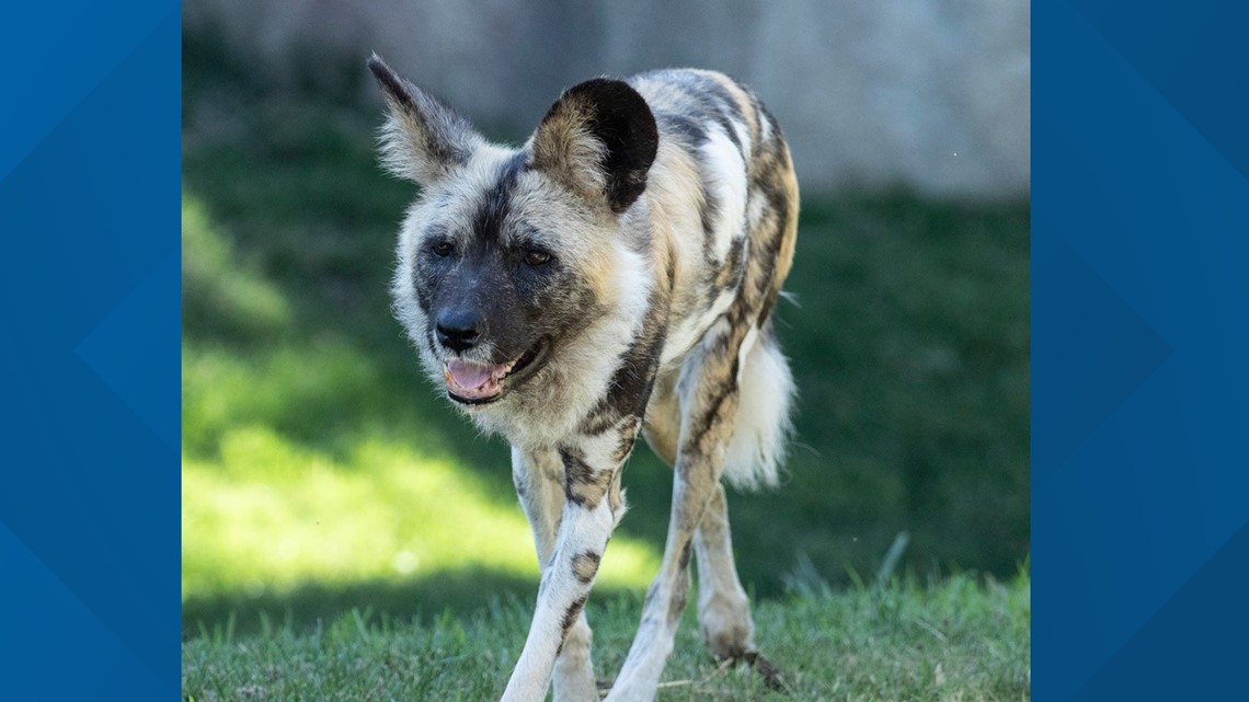 African painted dogs kill packmate at Dallas Zoo | wfaa.com
