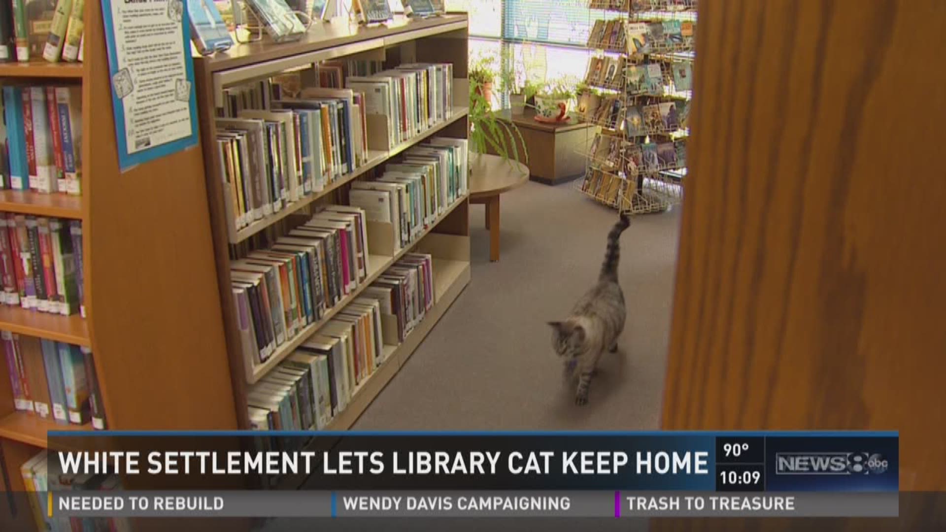 Library Cat Warning Council decides 'Browser the Library Cat' can stay | wfaa.com