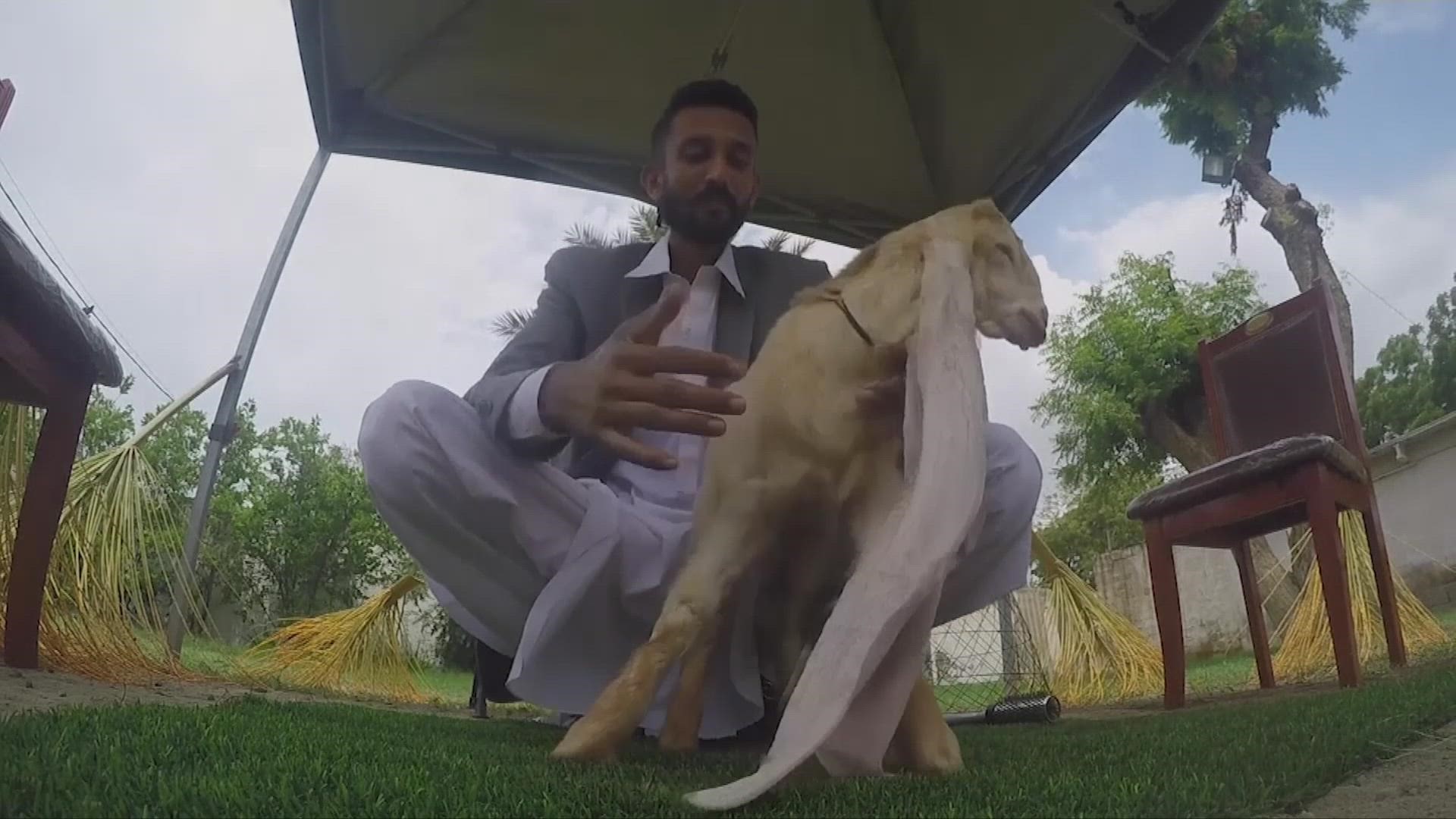 Simba Goat Baby goat in Pakistan could have longest ears in world | wfaa.com