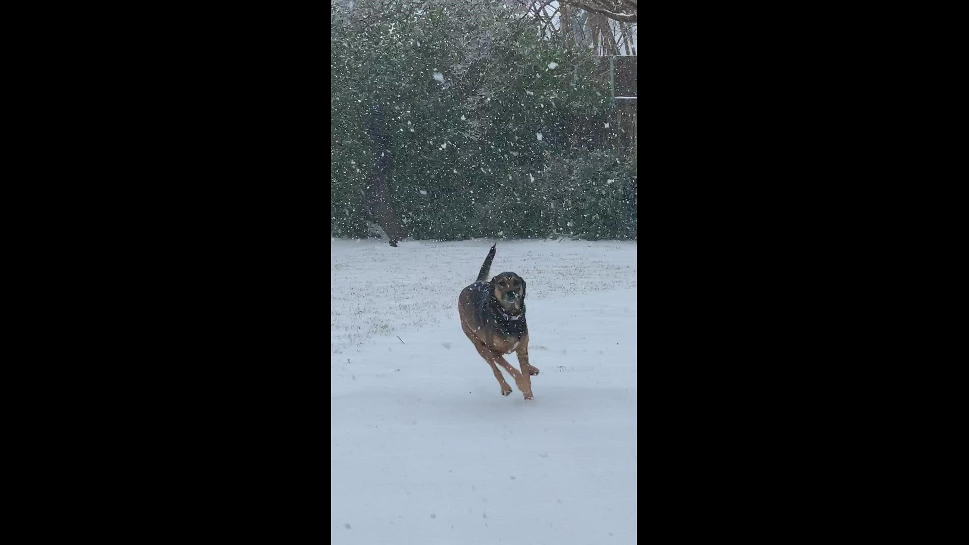 Our pup loves the snow falling in northwest Dallas!
Credit: Mary Westfall