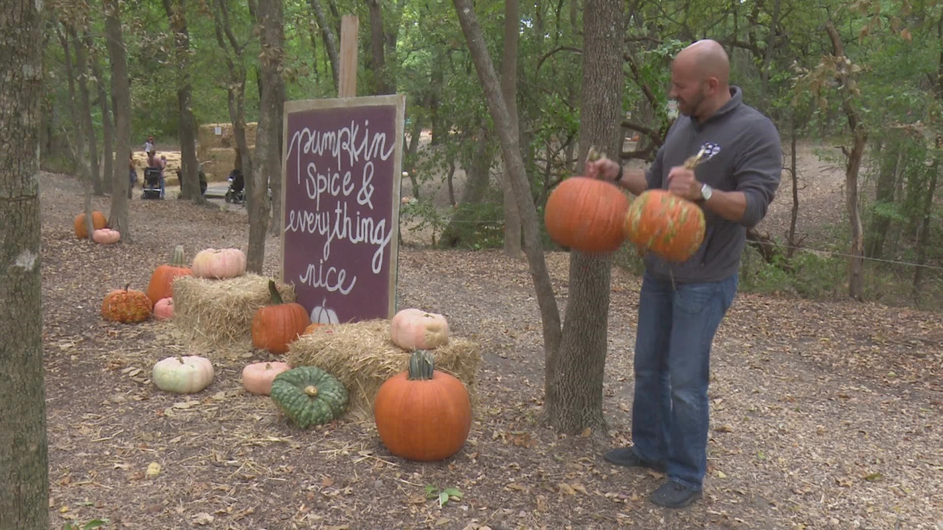 A look back on the love for pumpkins and jack-o-lanterns!