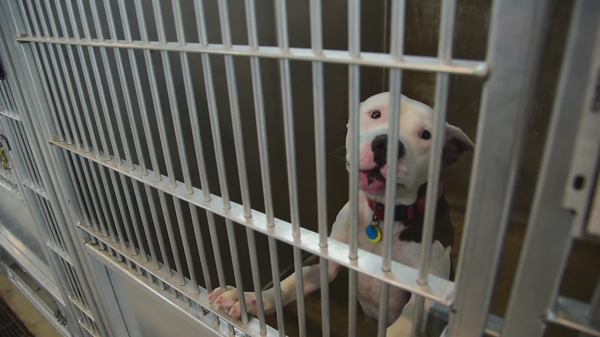 Fort Worth-area animal shelters overcrowded after virus outbreak 
