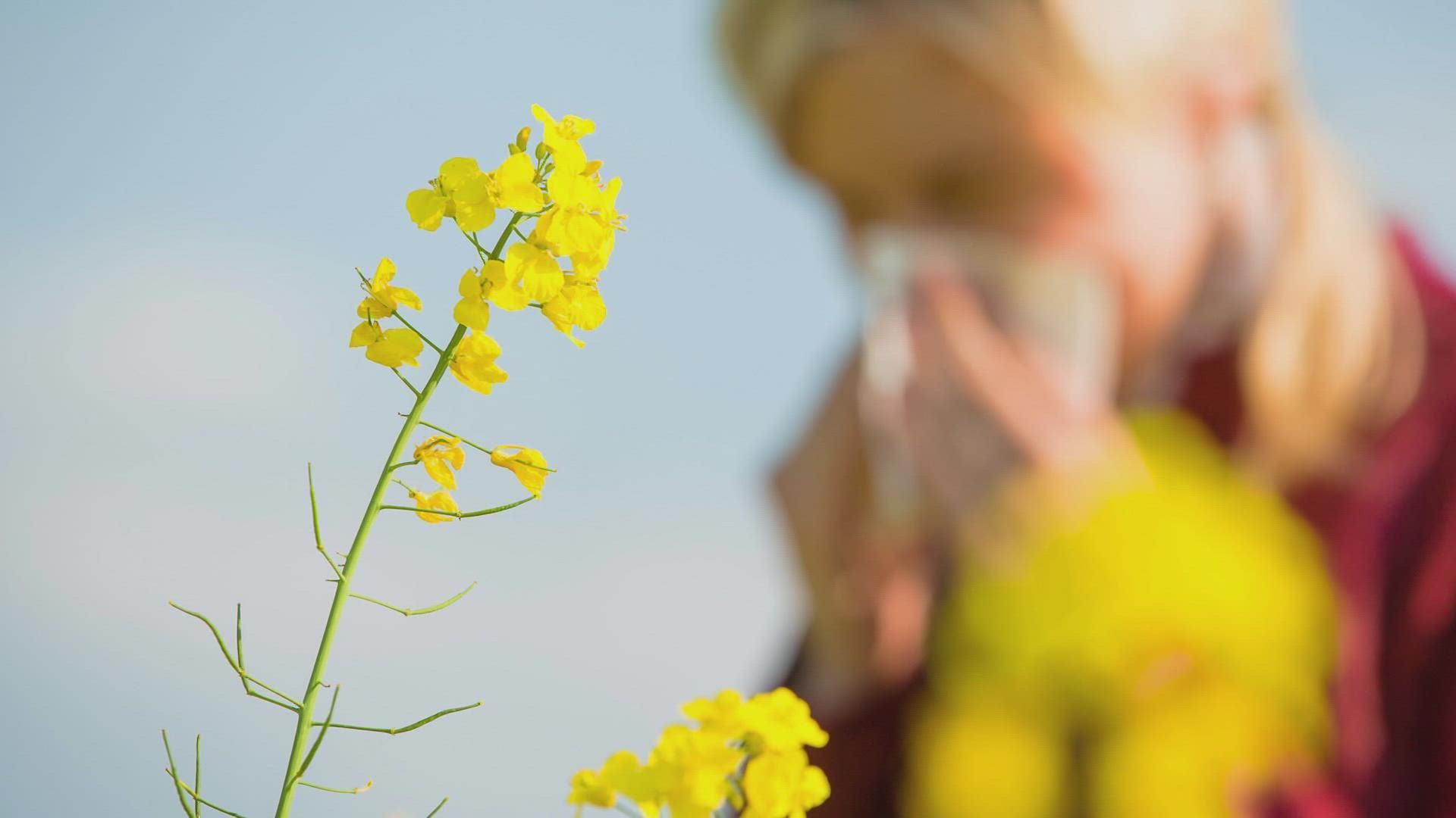 Most of the year is filled with cedar, ragweed and a variety of other allergens to keep us sneezing all your long.