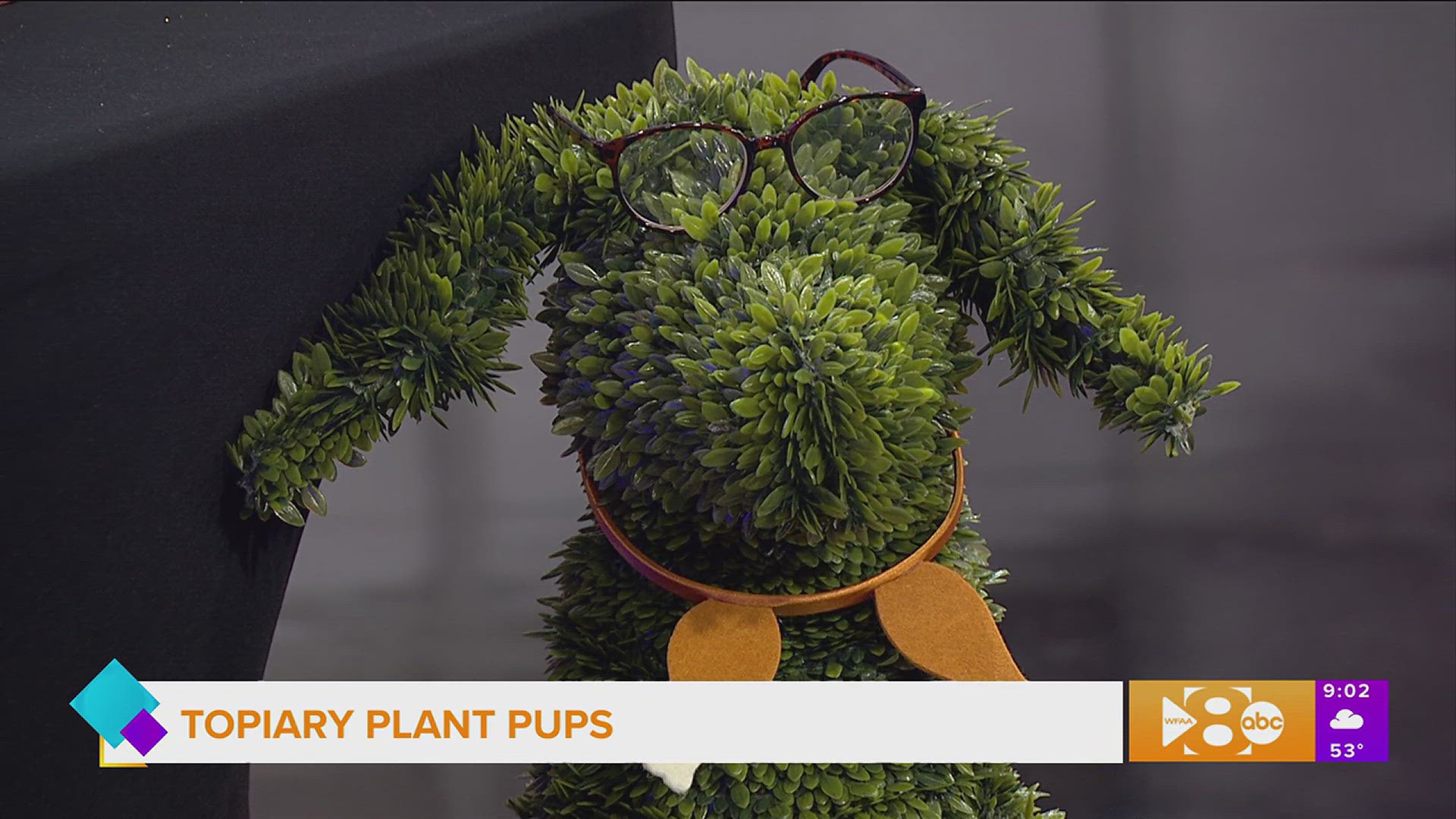 Ashley Alvarado, founder of Joyful Living Enterprises, joins us with her inspiring story and topiary plant pups.