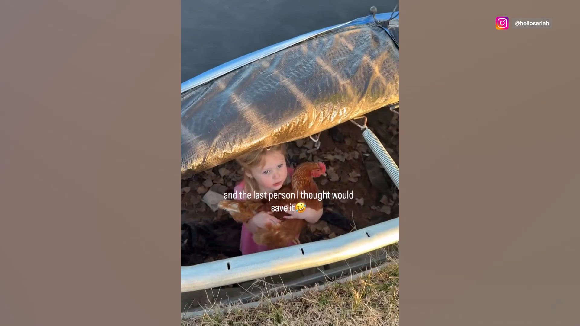 In the Feed: Little princess rescues chicken, Dad who can't fool his ...