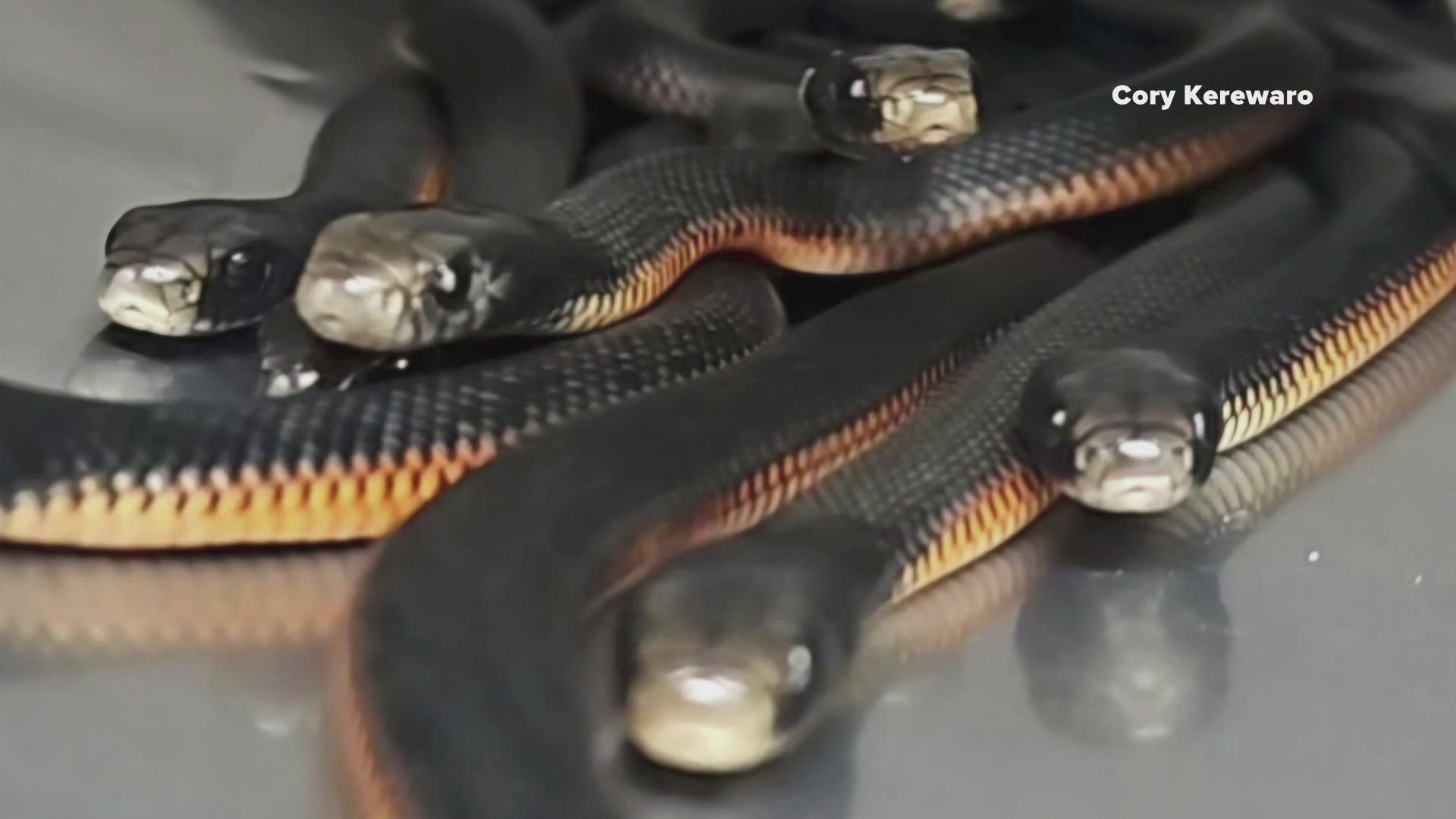 The venomous red-bellied snakes were living in a pile of mulch in a home in Sydney.