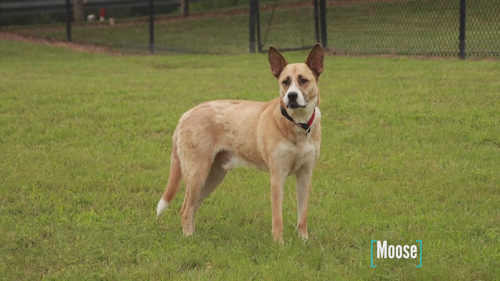 Moose is looking for his fur-ever home!