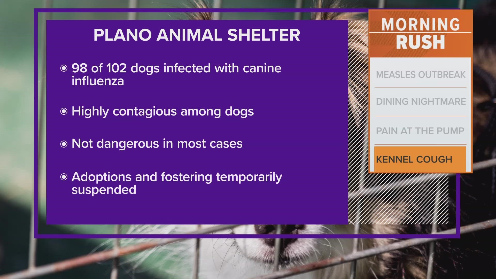 Plano Animal Services strongly encourages local dog owners to contact their veterinarians to discuss getting a canine influenza vaccination for their pets.