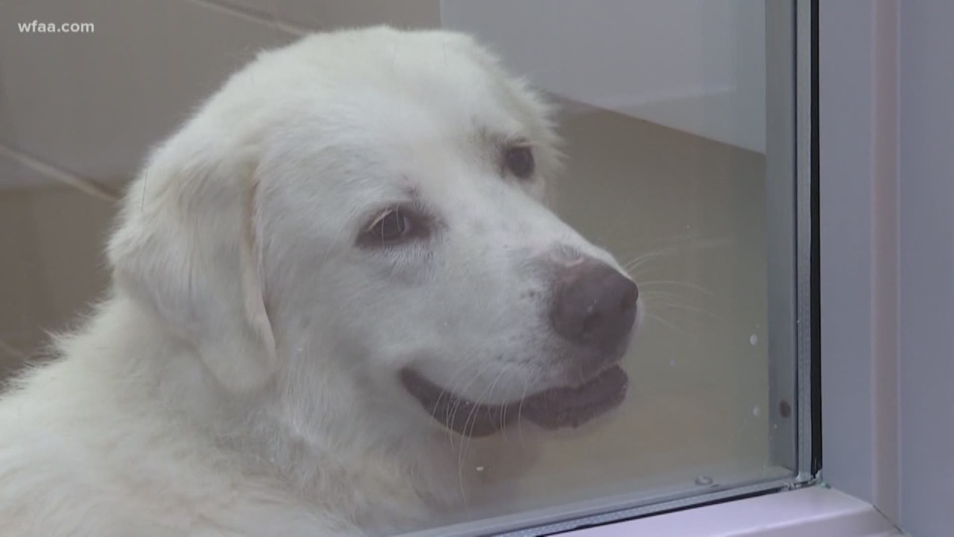 A group of senior citizens in Arlington are using their crafty skills to help older shelter animals. They gather twice a month to make blankets for the cats and dogs