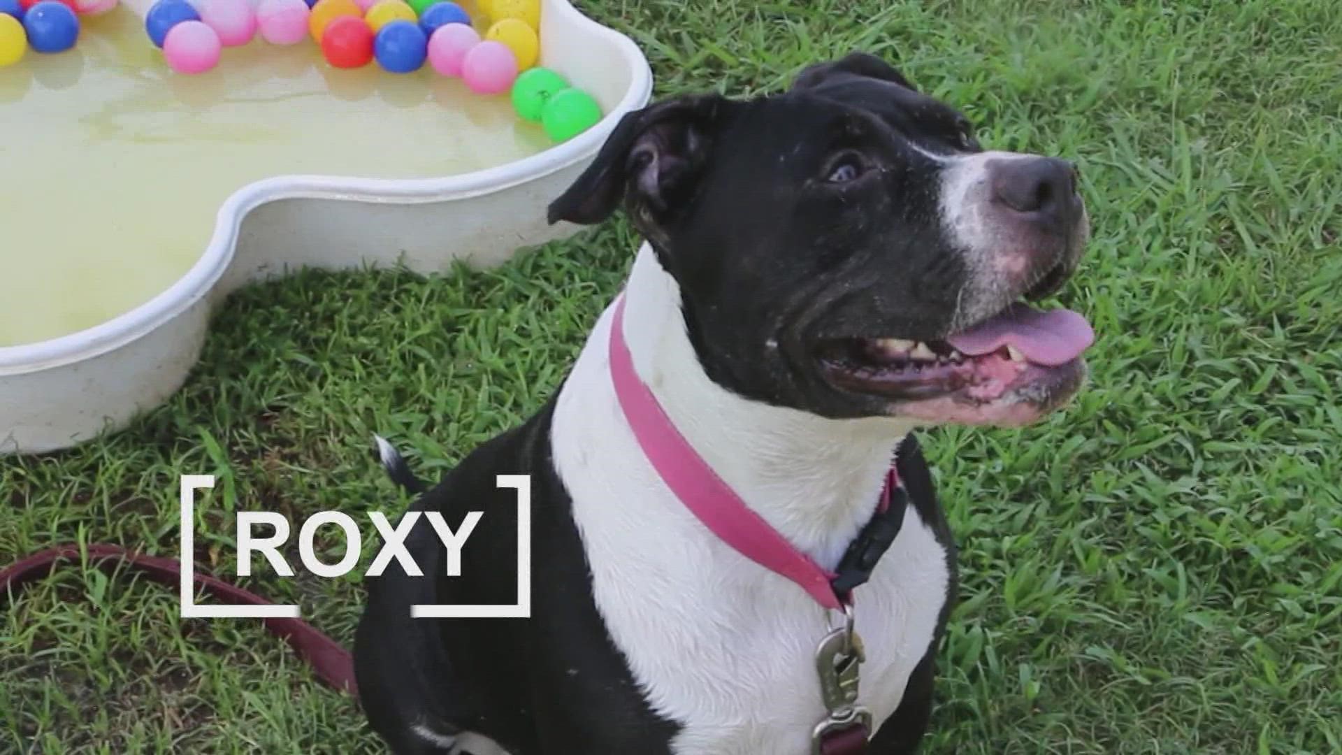 Roxy is looking for her fur-ever home!