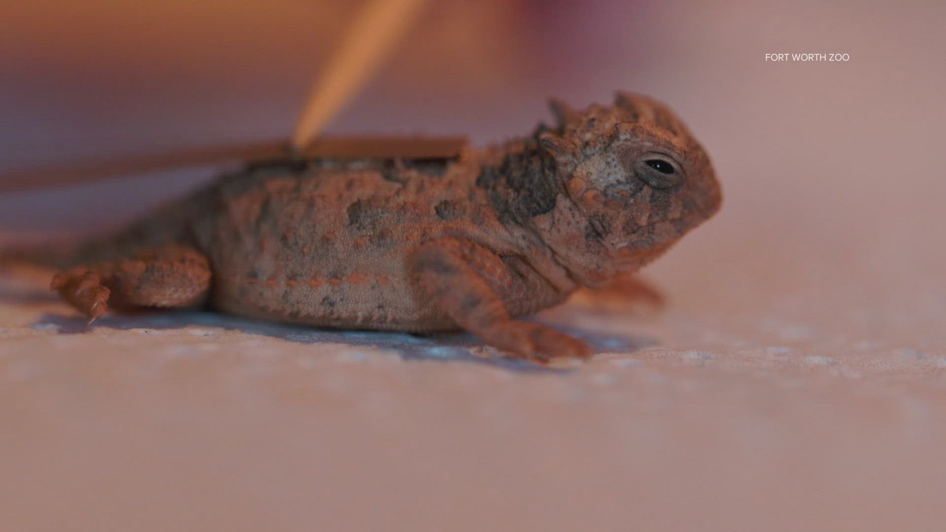 The zoo released a record number of frogs.