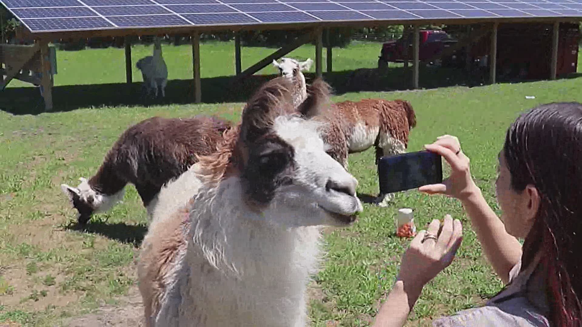 This llama business is thinking outside the box to help people smile during social distancing.
