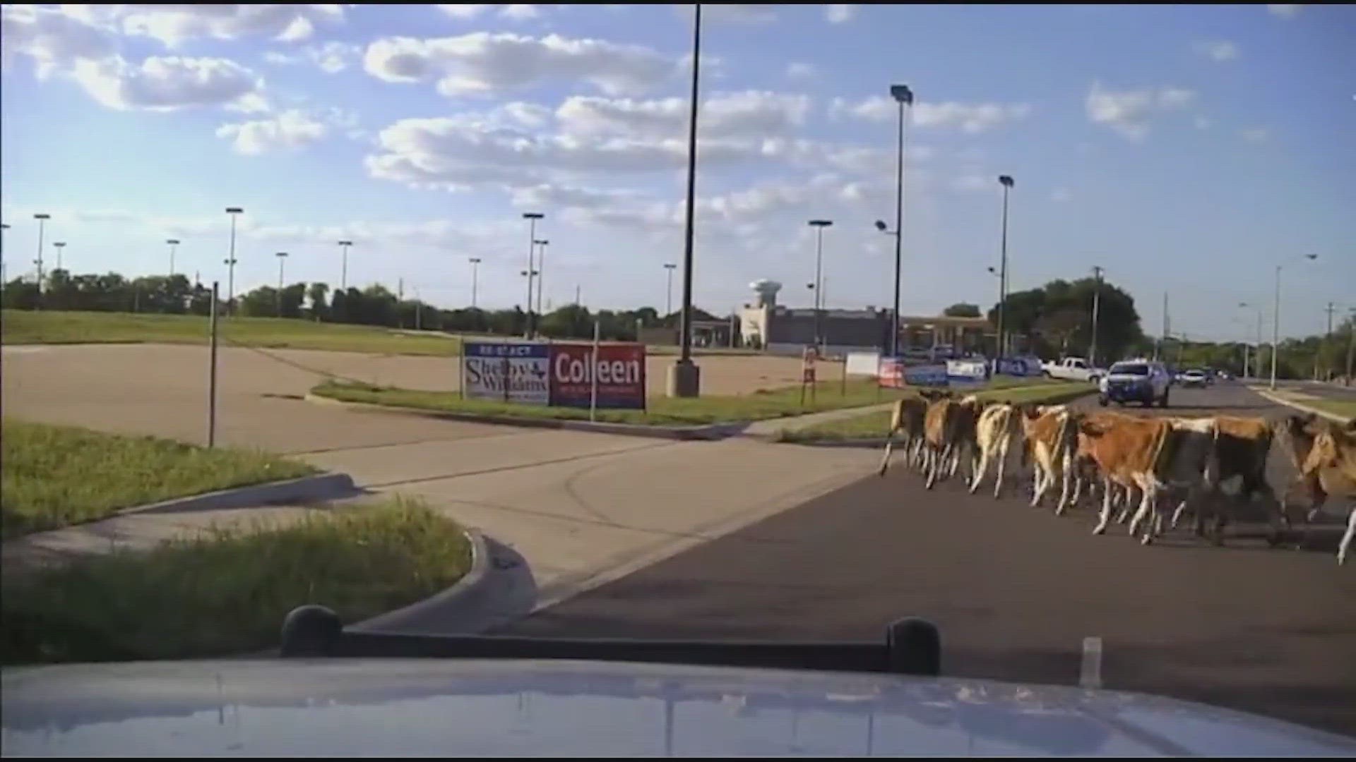 Moooooo-ve over, Yellowstone. Plano PD is coming for you! These North Texans know how to cattle drive!