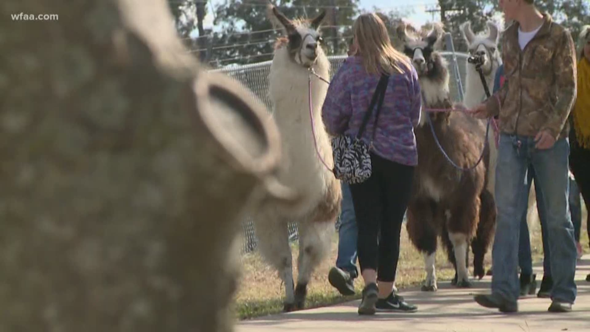 Llama walking takes off in Royse City