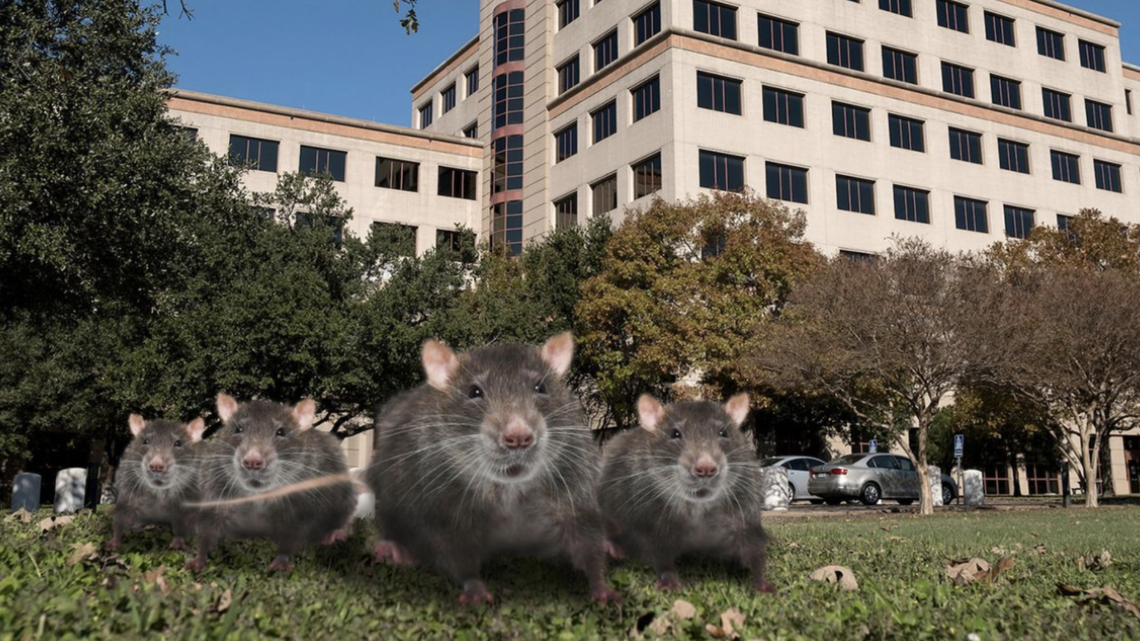 Channel Rats Texas Rats, rodents and roaches: Dallas area ranks high on pest list | wfaa.com