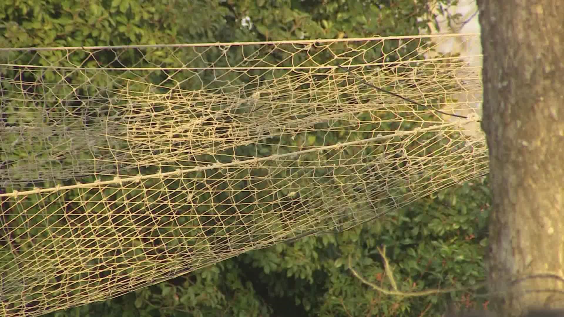 Some neighbors in the city of Granbury are upset about nets going up behind their homes due to an overpopulation of white-tailed deer.