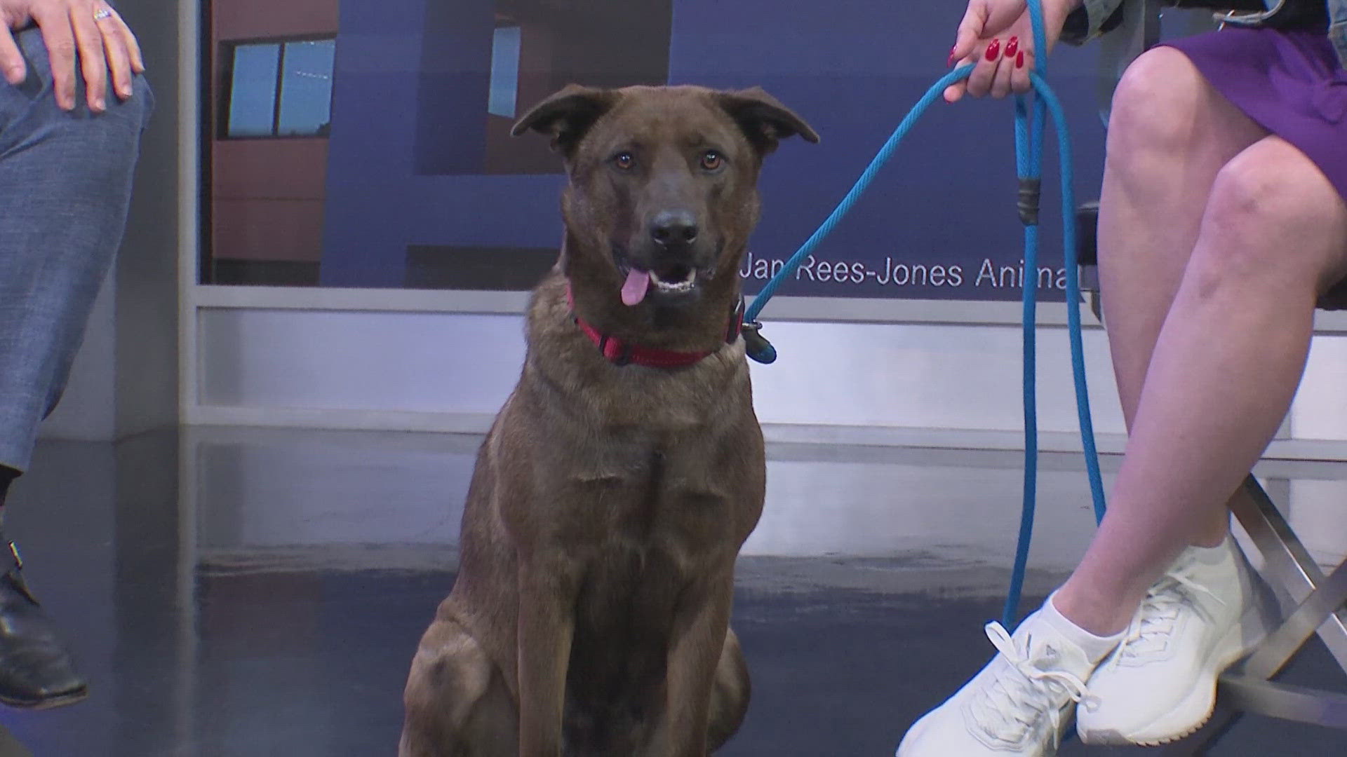 Robin is available for adoption through the SPCA of Texas.