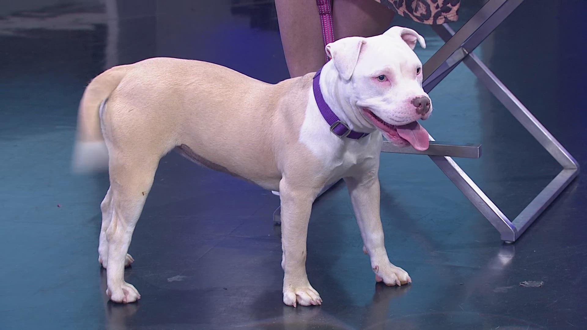The SPCA of North Texas brought Wynn by our studio for WFAA Midday.