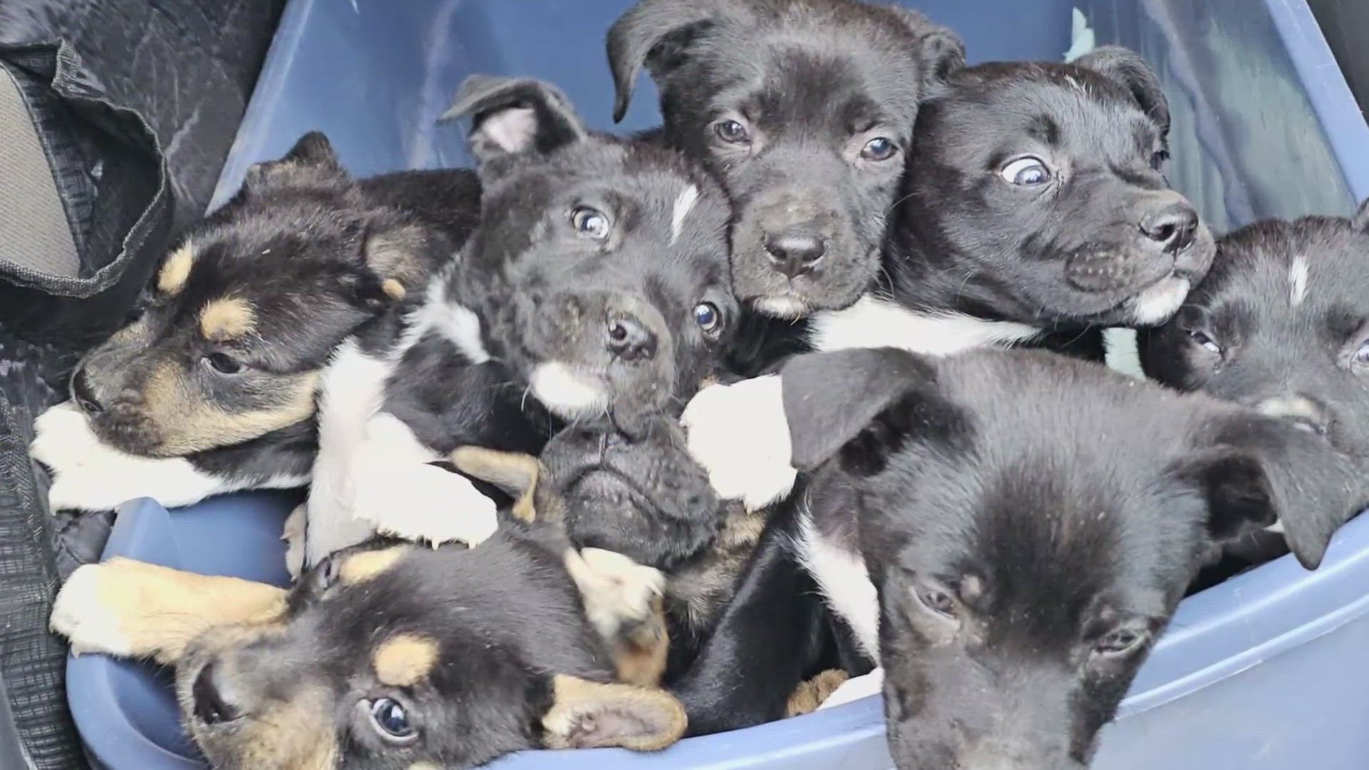 ⚠️puppy⚠️ Humane hero rescues eight puppies from trash; adoptions start soon