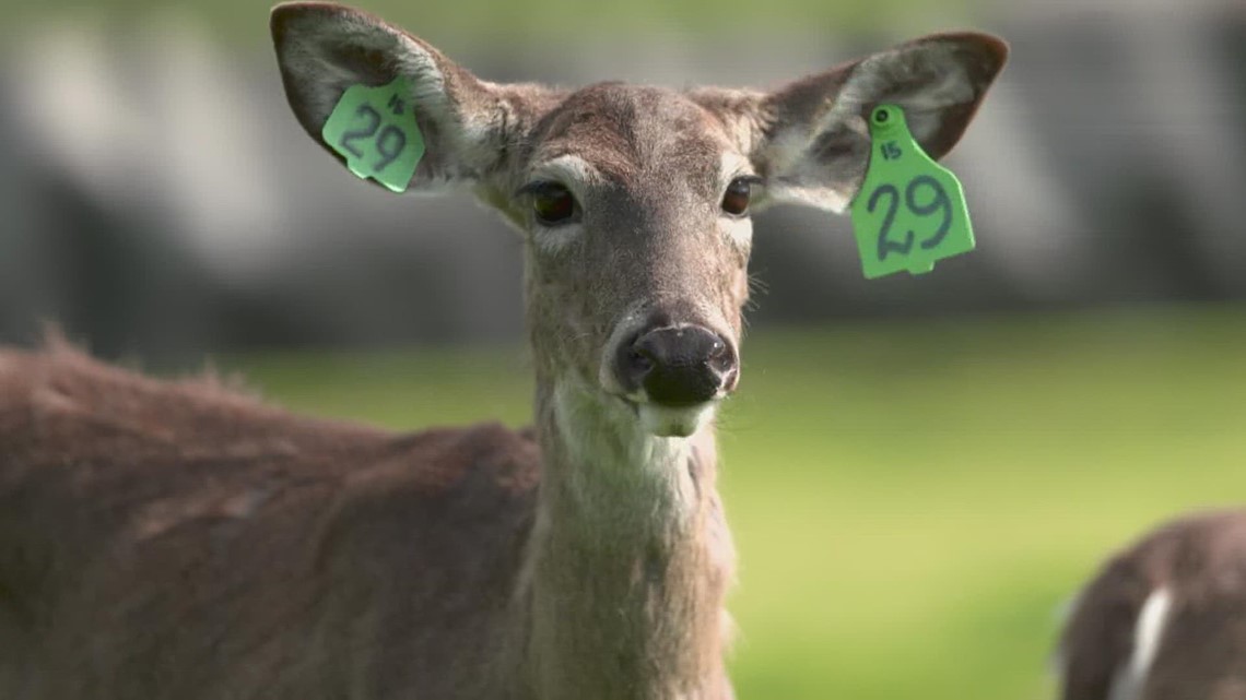 Texas Parks and Wildlife Department to euthanize deers in Terrell - Vimarsana News