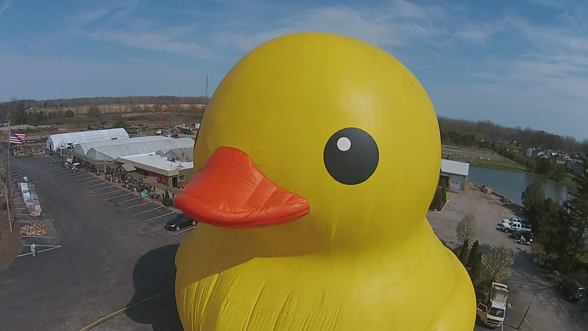 The World's Largest Rubber Duck is coming to Fort Worth