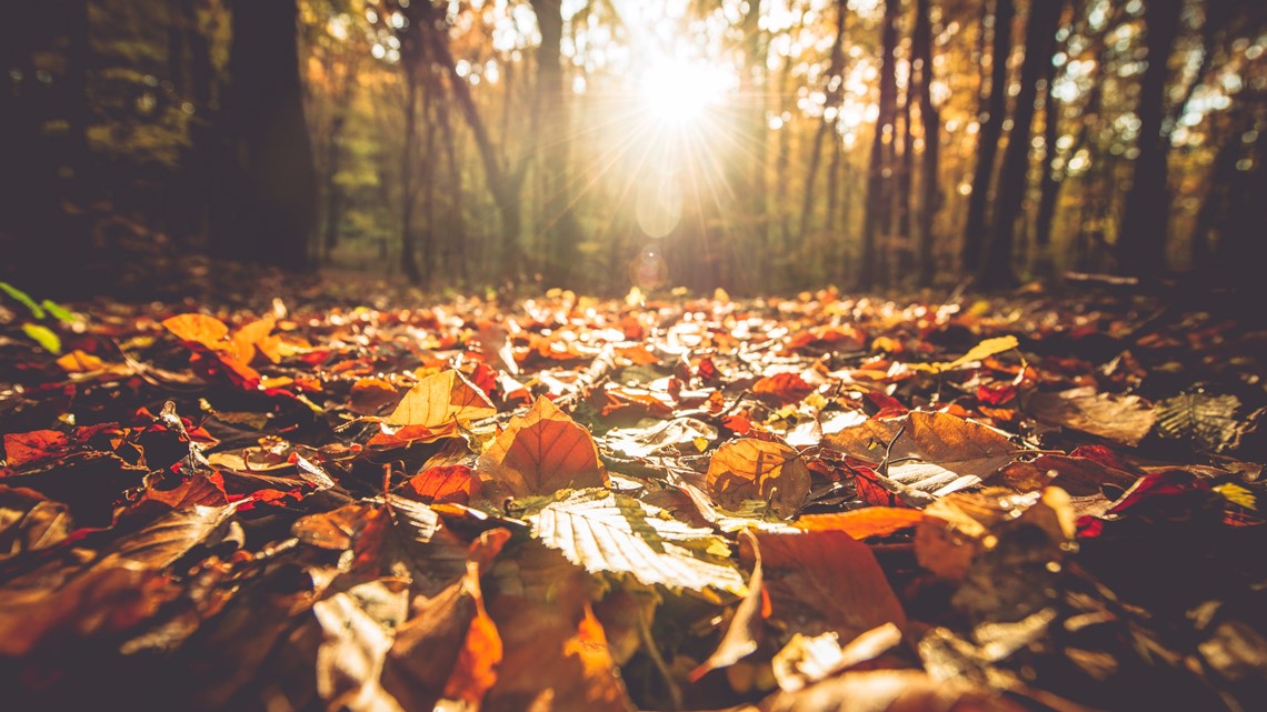 Fall in Texas When will the leaves change colors?