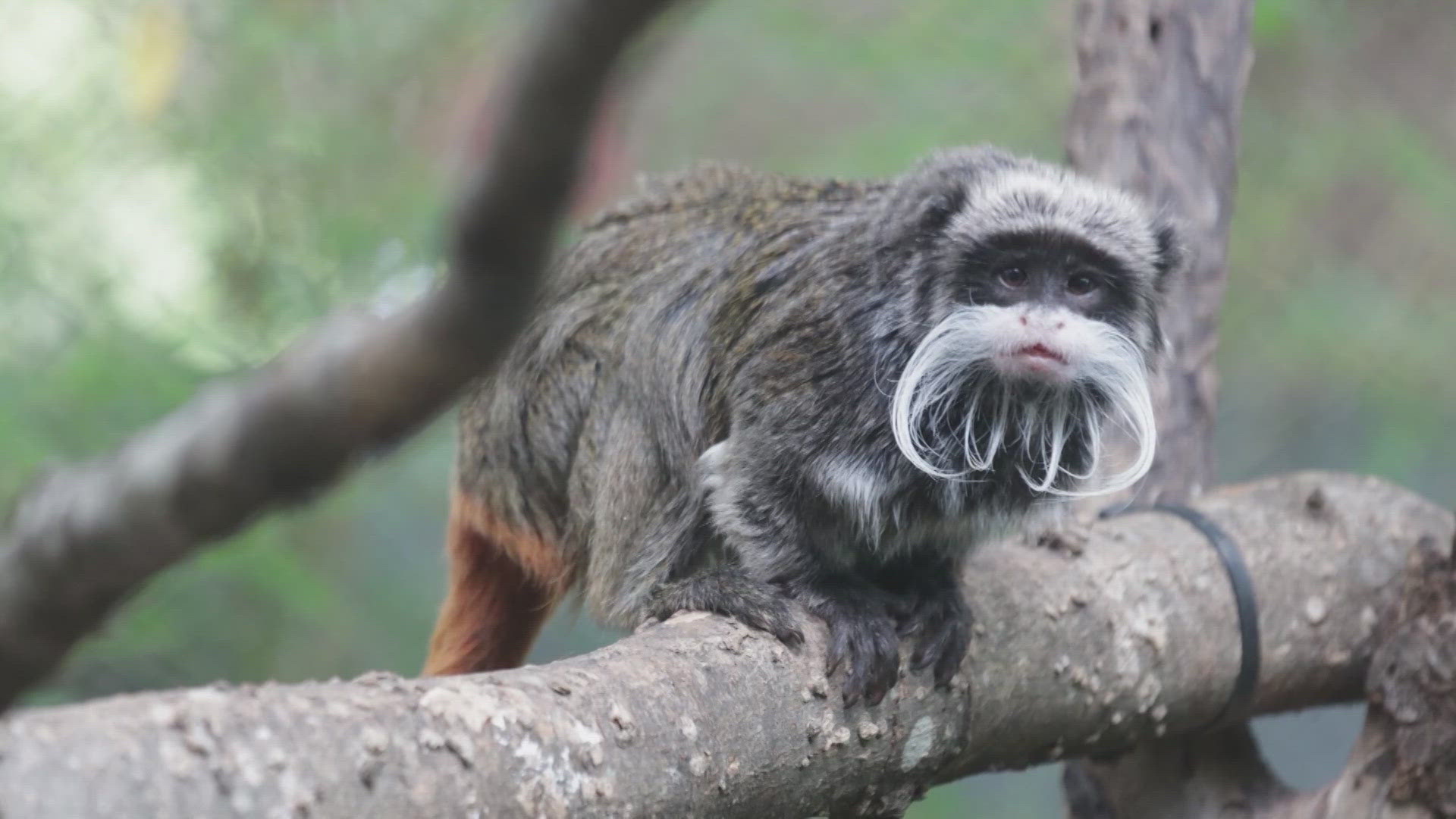 texas-legislators-target-zoo-trespassing-with-new-bills-wfaa
