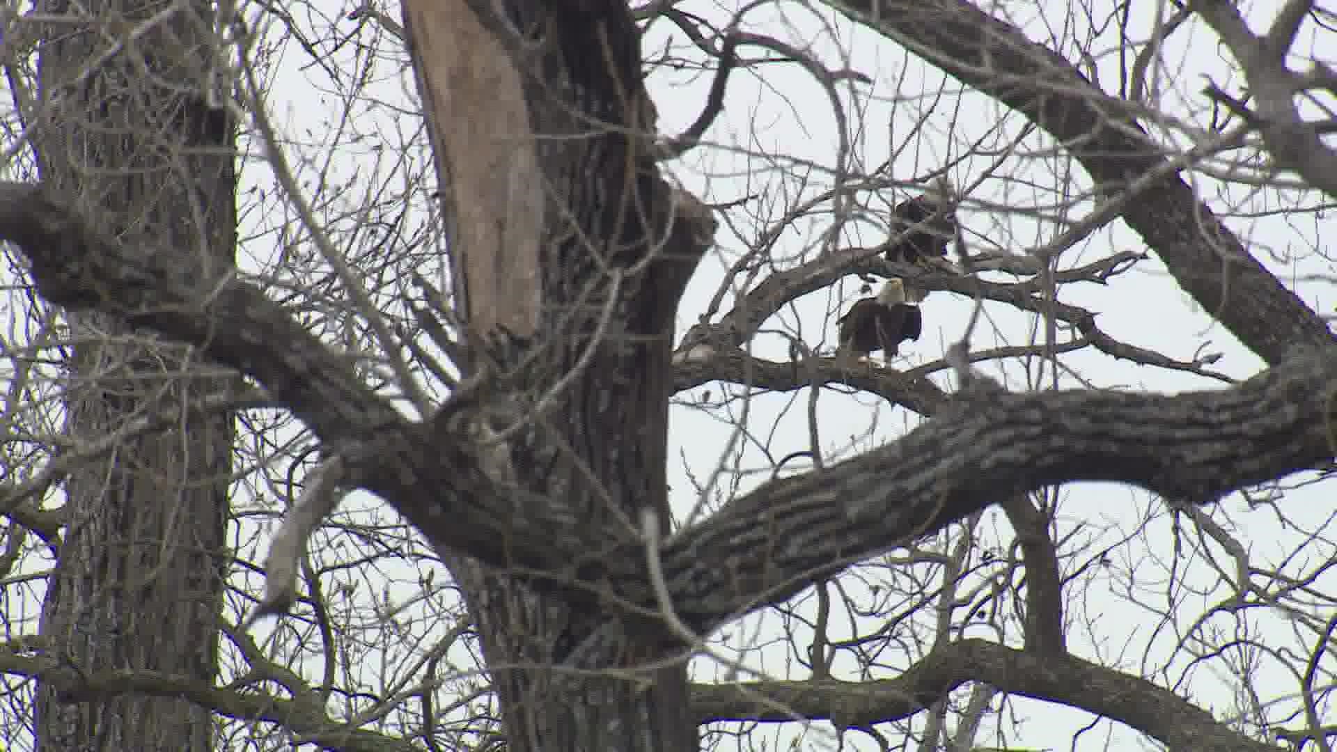 The nest of two bald eagles on the east side of White Rock Lake fell when a branch broke in windy conditions around 4 p.m. Tuesday, city officials said.