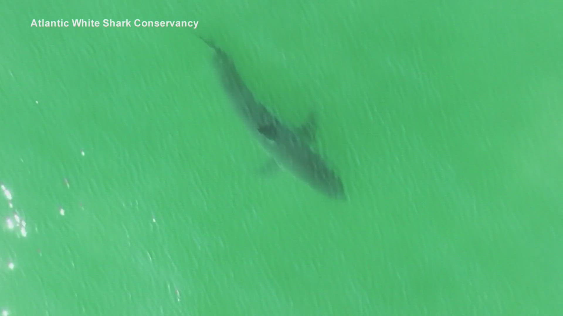 A Celina couple were attacked by a shark on South Padre Island.