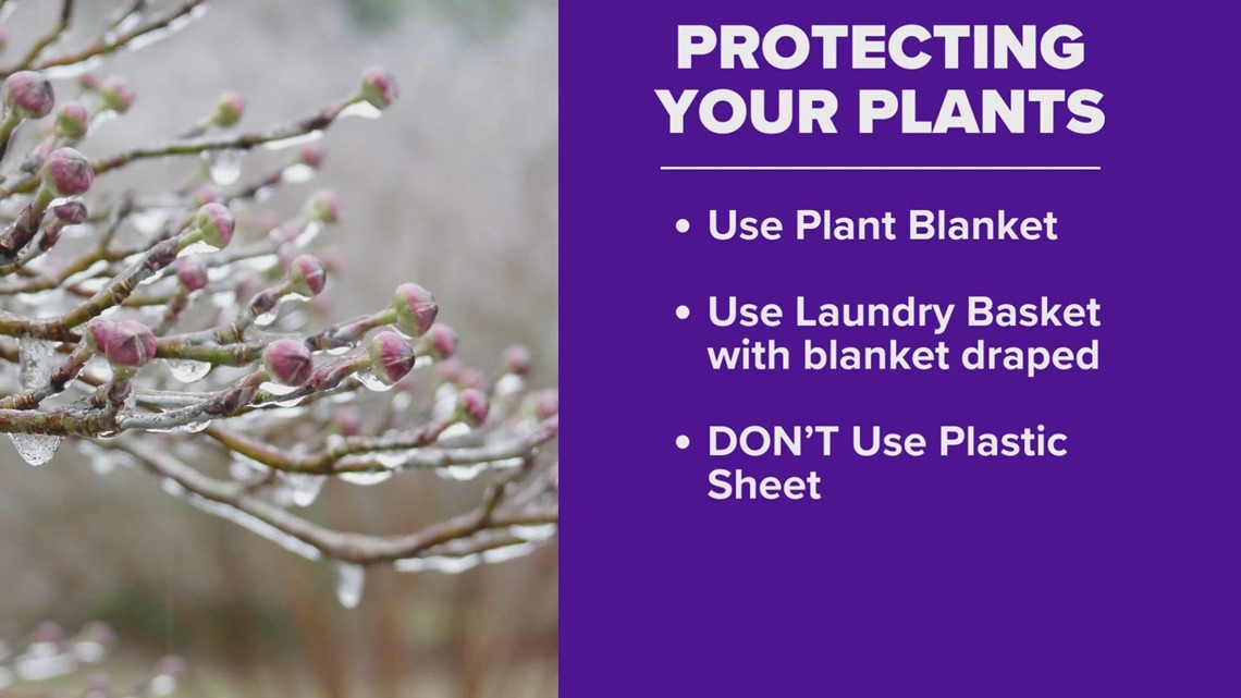 The best way to protect your plants from freezing temperatures