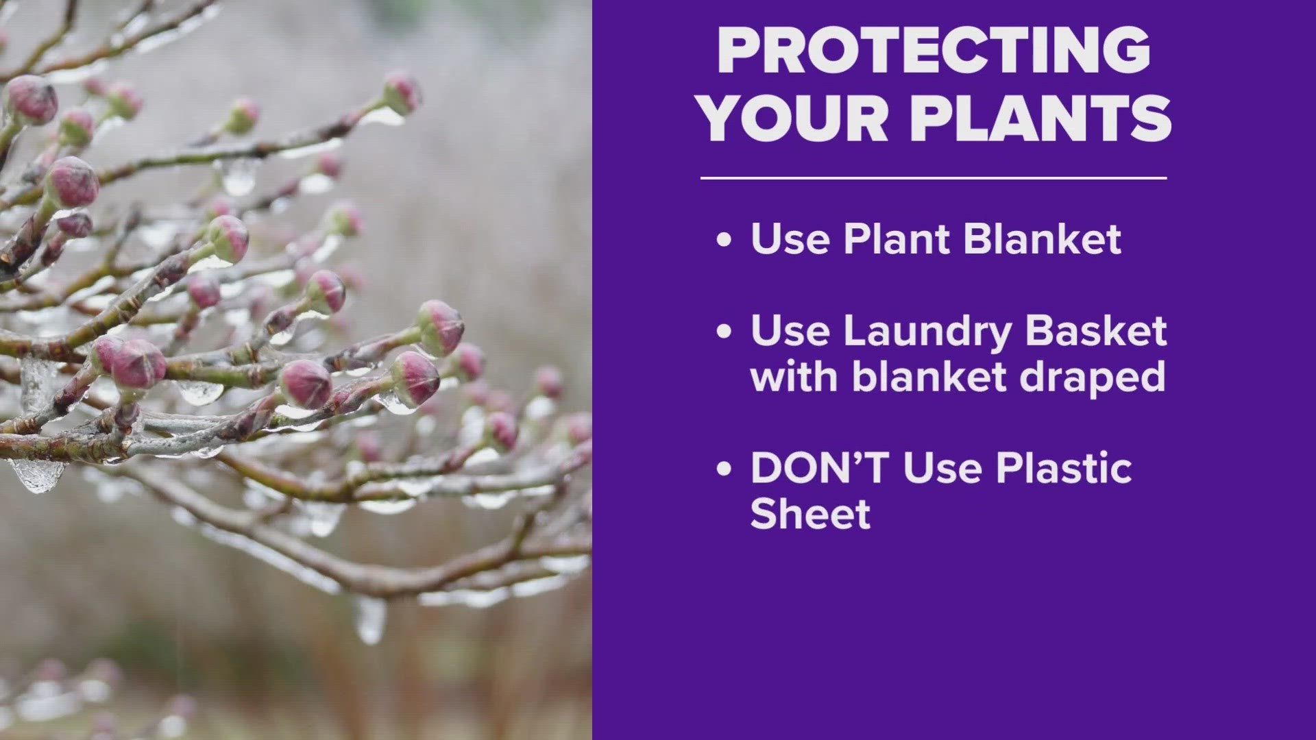The best way to protect your plants from freezing temperatures