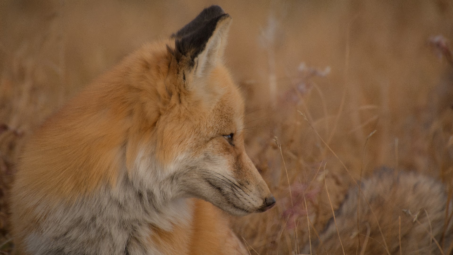 Two foxes test positive for rabies near Fort Worth
