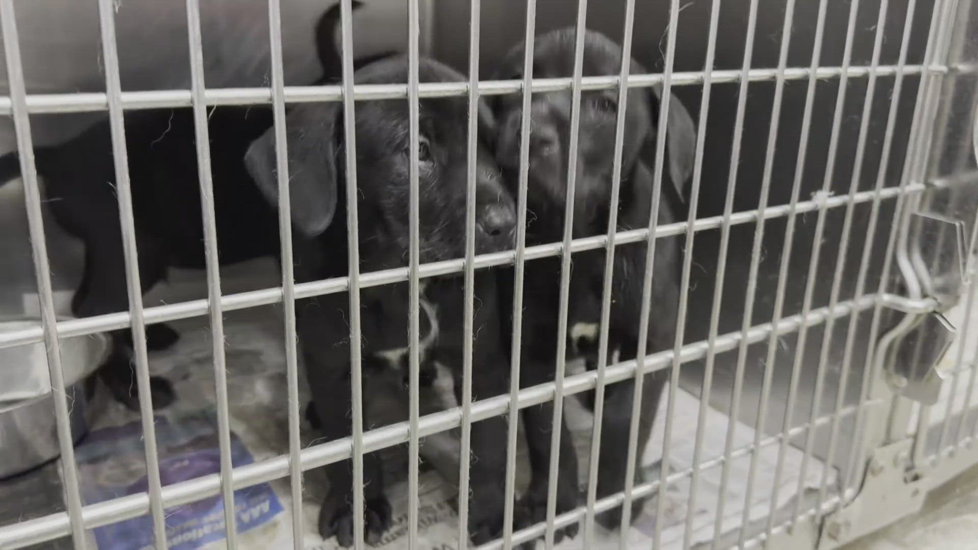 Someone abandoned a litter of eight puppies inside a duct-taped box on the side of a Fort Worth freeway, Humane Society of North Texas says.