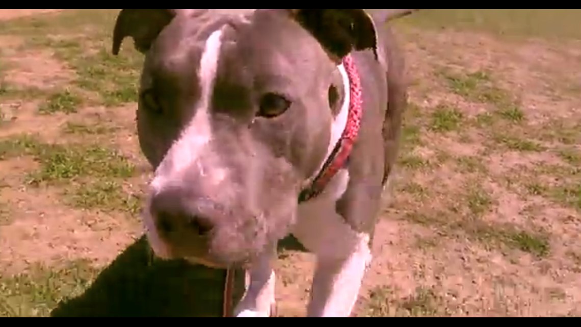 Pick it up or pay a hefty fine? Fort Worth considers new "pooper