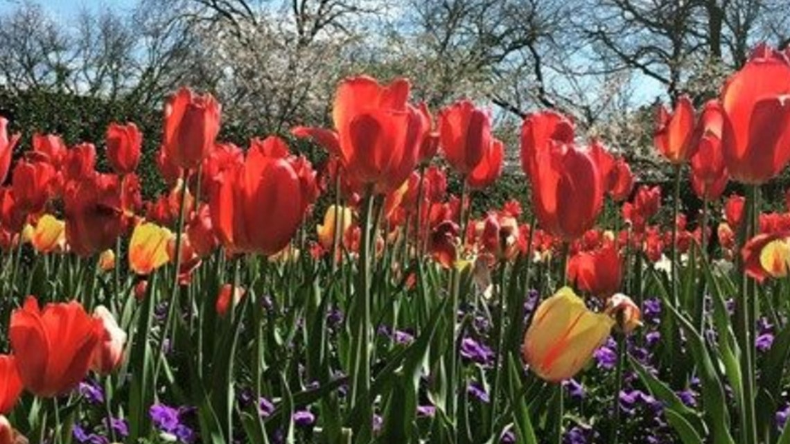 Spring festival guide for North Texas | wfaa.com