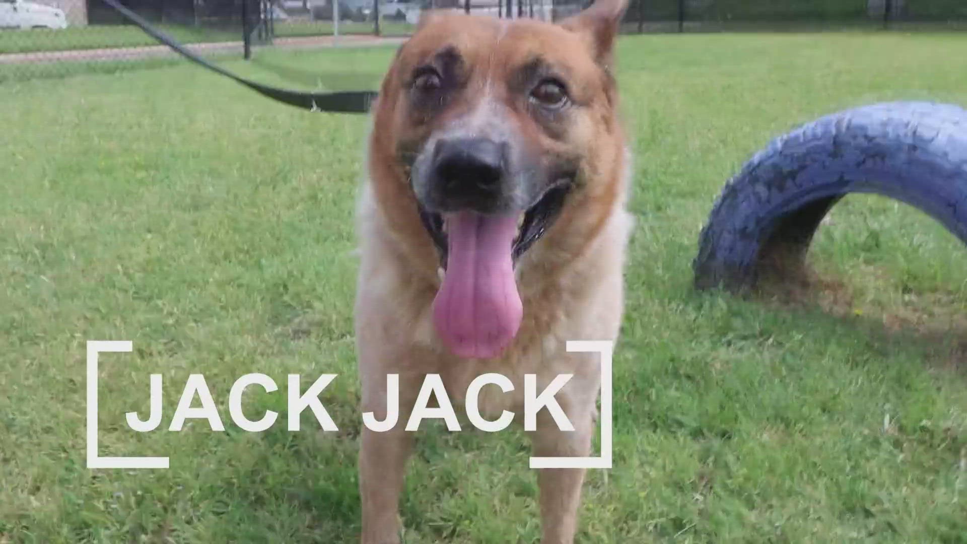 Jack Jakc is looking for his fur-ever home!