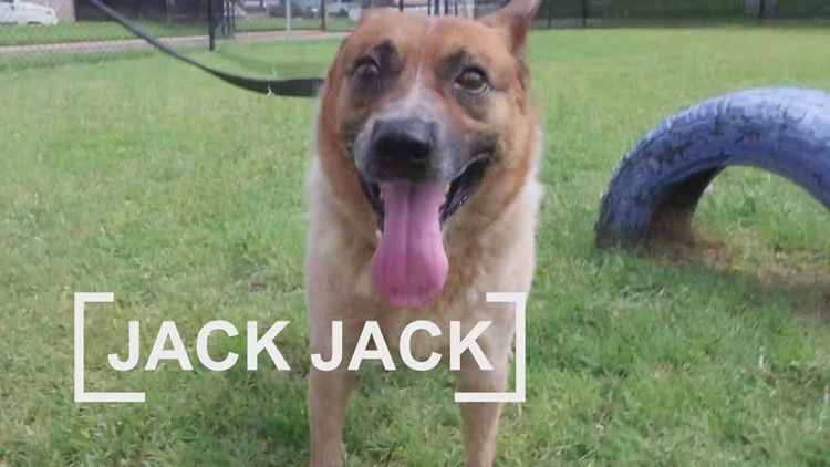 Tailwaggers: Meet Jack Jack