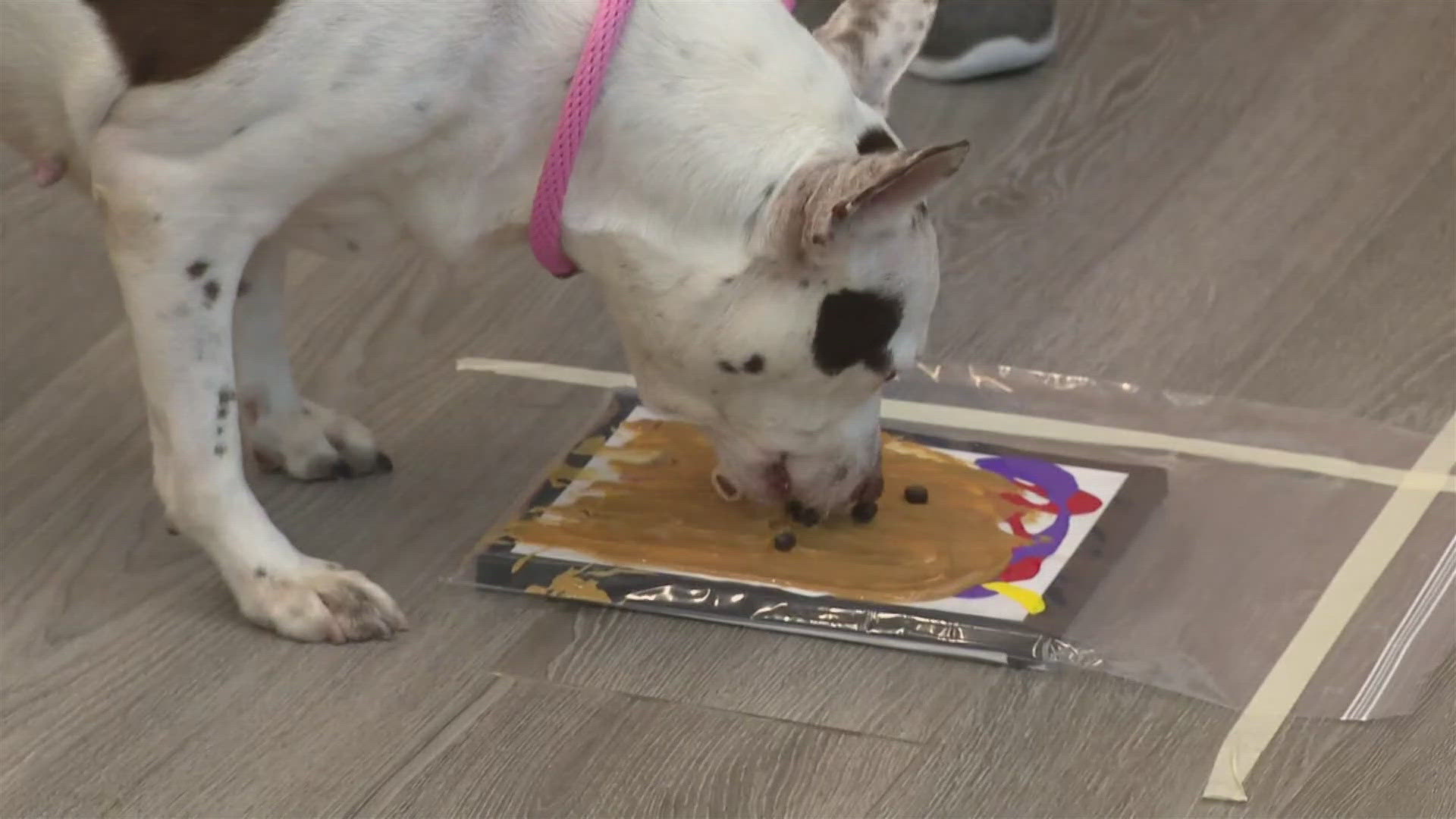 No paint brushes needed for these “Pet Picassos”.  They used their tongues and noses to create colorful, abstract paintings.