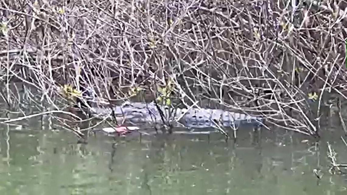 Fisherman captures video of alligator spotted in Lake Arlington