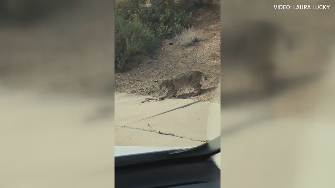 Arizona woman captures video of bobcat fighting a rattlesnake | wfaa.com