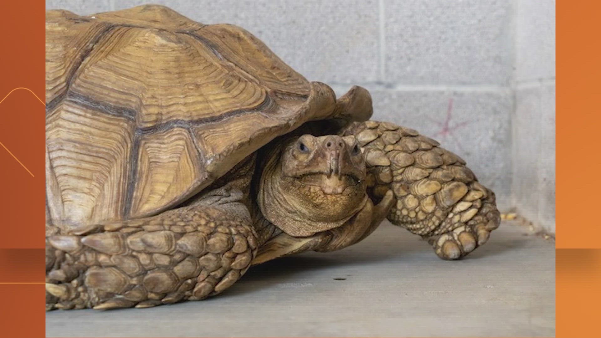 The animal center is looking to return the tortoise to its owner.