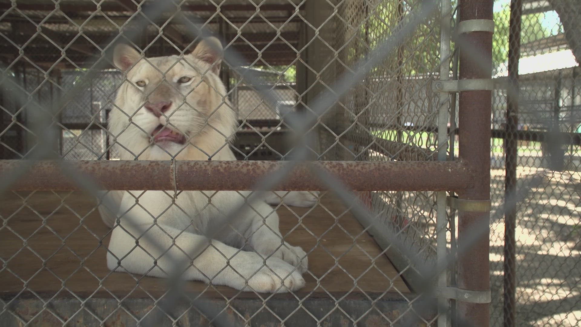 An animal sanctuary in Wylie is now home to several big cats that were once owned by famed duo Siegfried & Roy at the Secret Garden in Las Vegas.