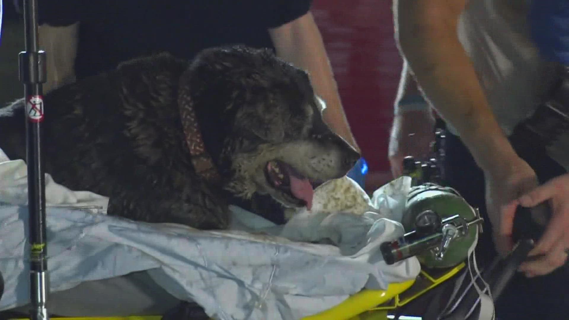 Watch Texas firefighters rescue deaf dog from storm drain 