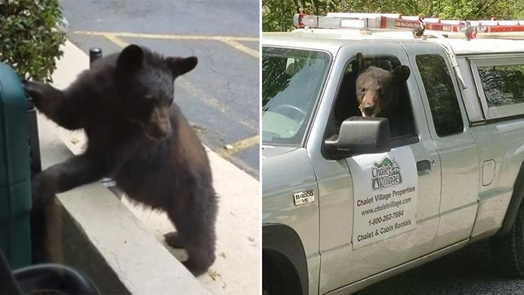 Smarter Than Your Average Bear This One Knows How To Open Car