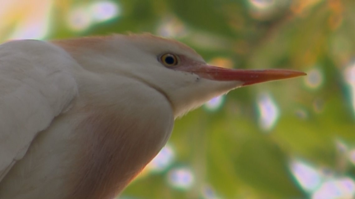 McKinney: Hundreds of egrets reported in Kings Lake - Vimarsana News