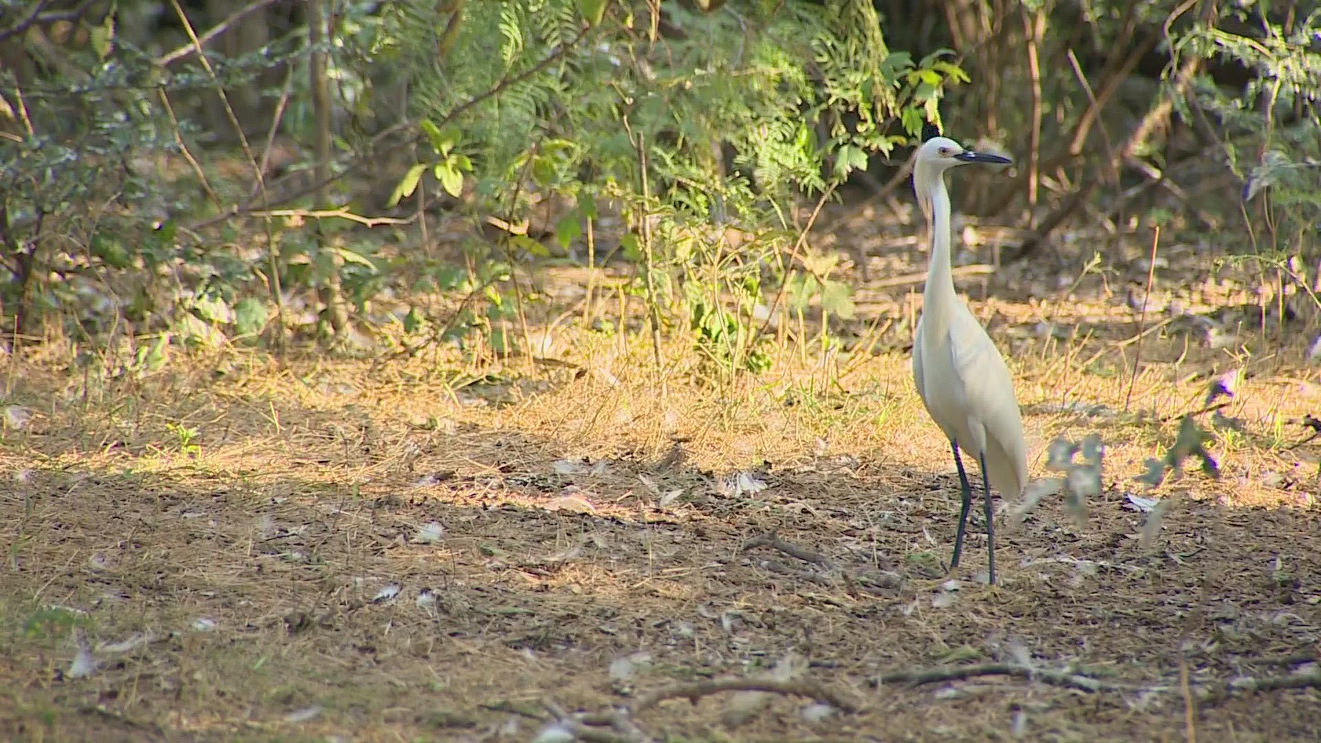 Egrets return to a Lewisville park