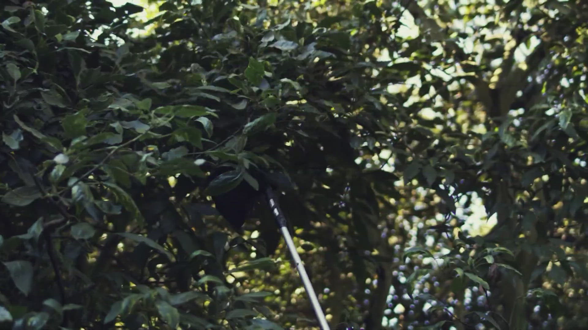 The brand is known for its Super Bowl commercial. 